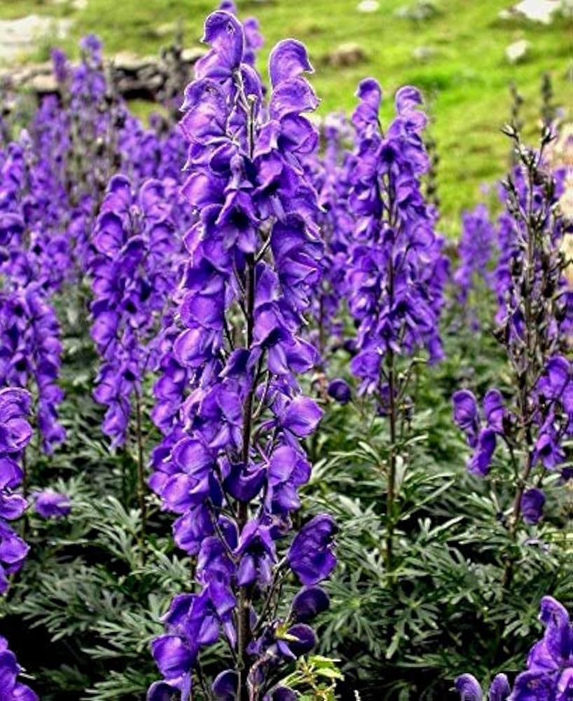 Aconitum Napellus plants in garden border
