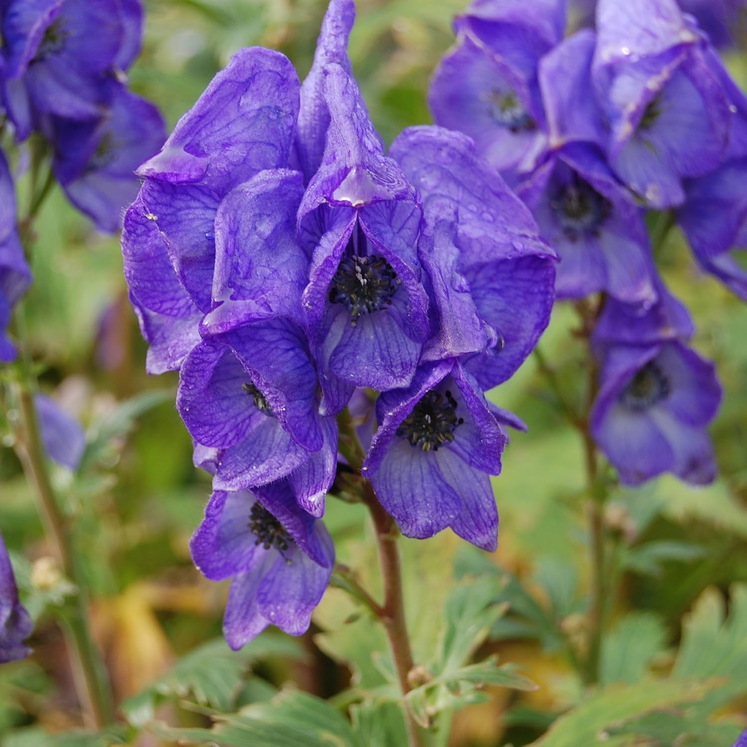 Aconitum Napellus Flower Seeds for planting