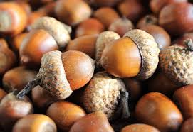 Acorn Seeds for Planting: Grow Strong Oak Trees
