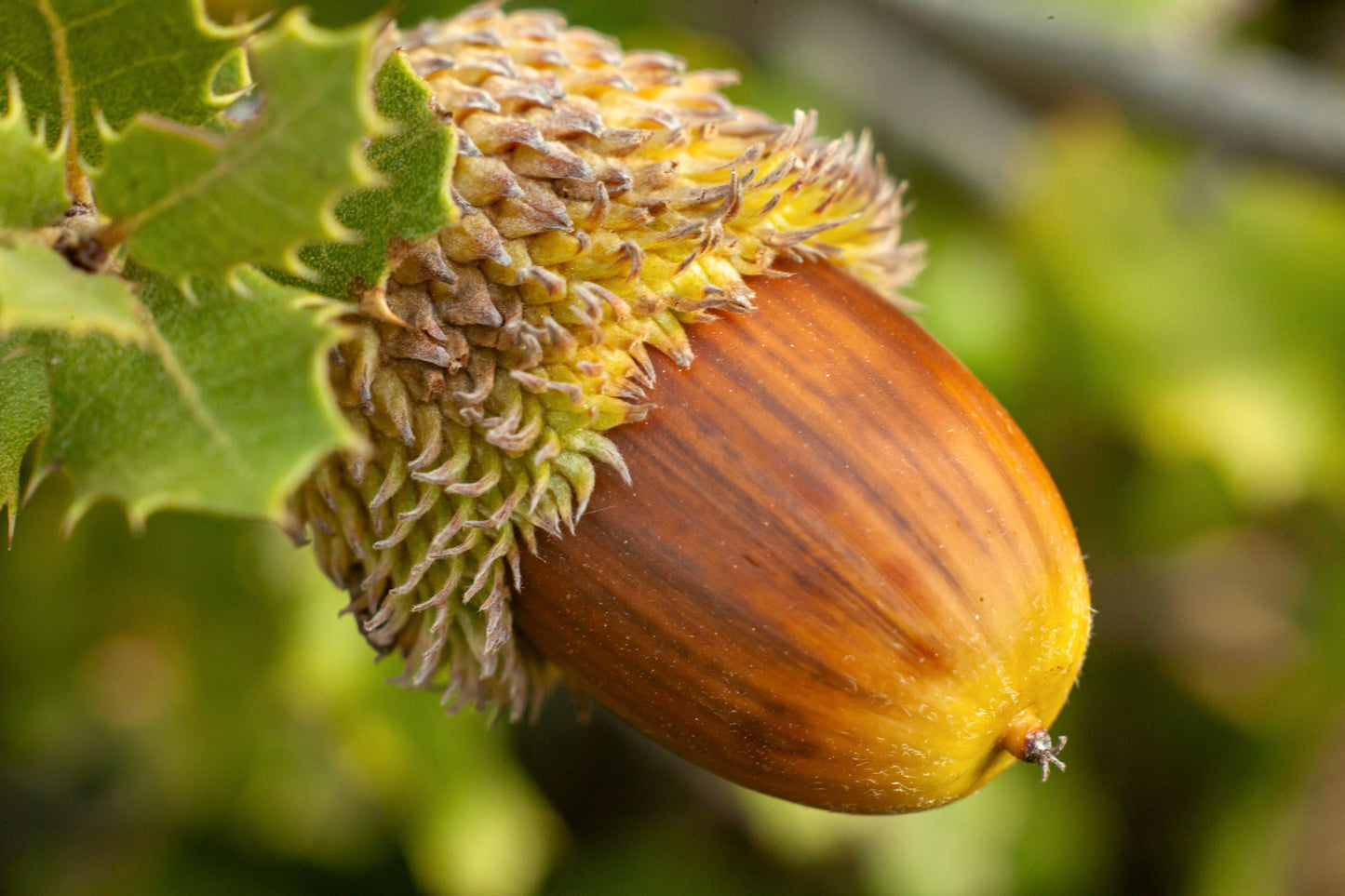 Acorn Seeds for Planting: Grow Strong Oak Trees
