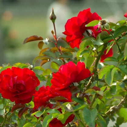 Climbing Trumpeter Rose - Vibrant Orange Climbing Rose Bush for Your Garden