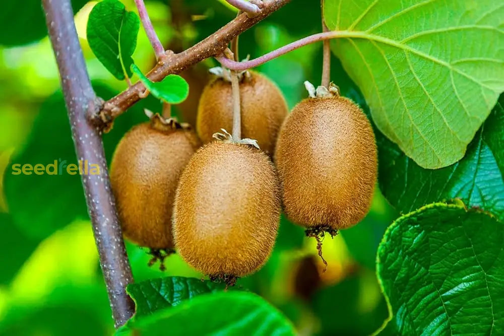 Green Kiwi Fruit Planting Seeds for Home Gardening | Grow Delicious Kiwi at Home