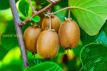 Green Kiwi Fruit Planting Seeds for Home Gardening | Grow Delicious Kiwi at Home