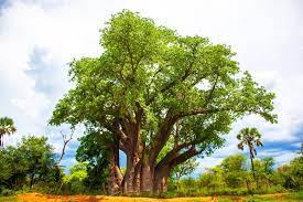 African Baobab Tree (Adansonia Digitata) Monkey Bread, Judas Fruit Seeds