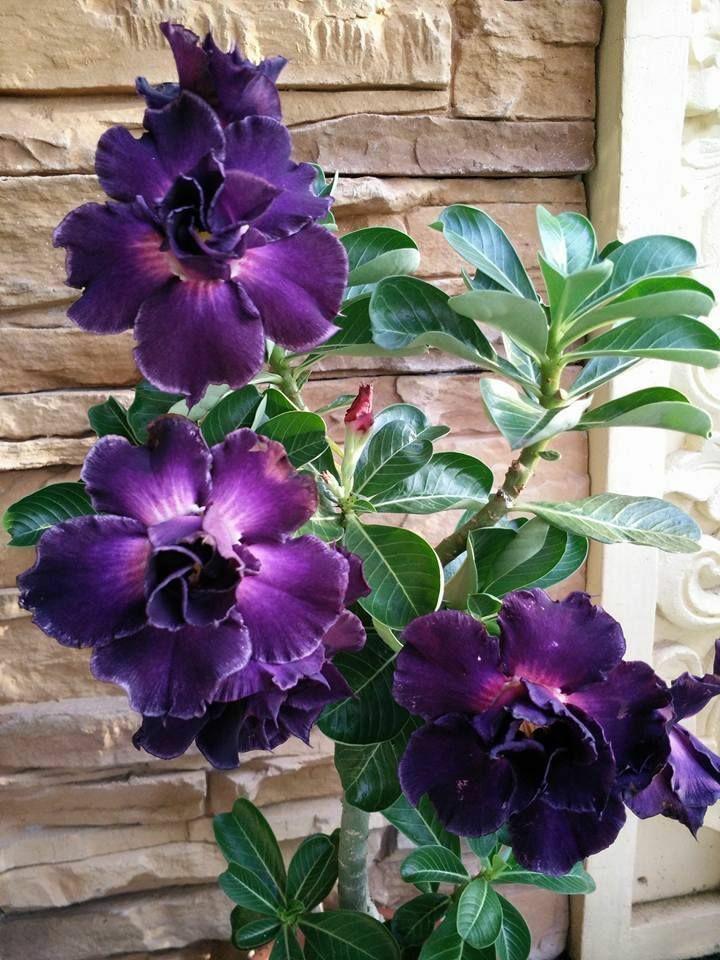 Potted Adenium Obesum Plant with Dark Purple Blooms