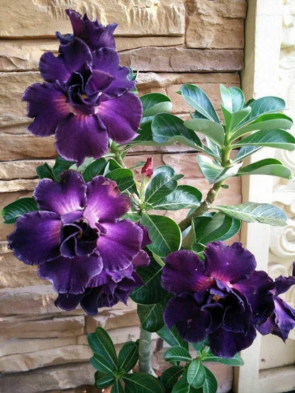 Potted Adenium Obesum Plant with Dark Purple Blooms