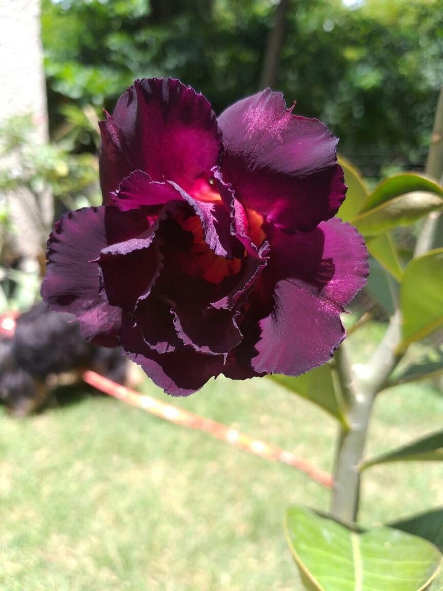 Adenium Obesum Seedlings Growing Indoors