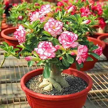 Desert Rose  Adenium Obesum Flower Seeds