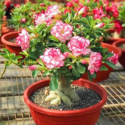 Desert Rose  Adenium Obesum Flower Seeds
