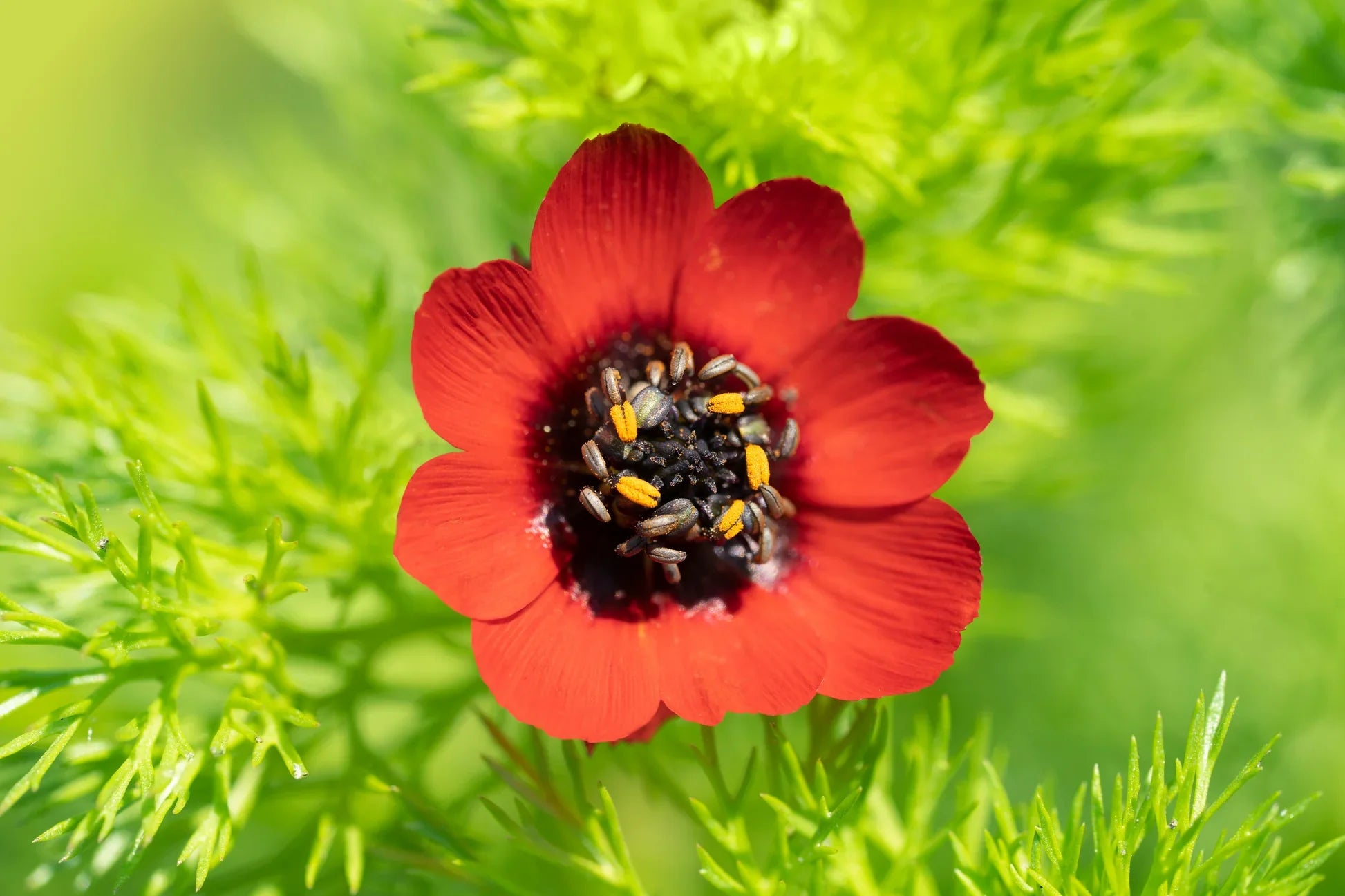 Adonis Flower Seeds for Bright Tropical Planting