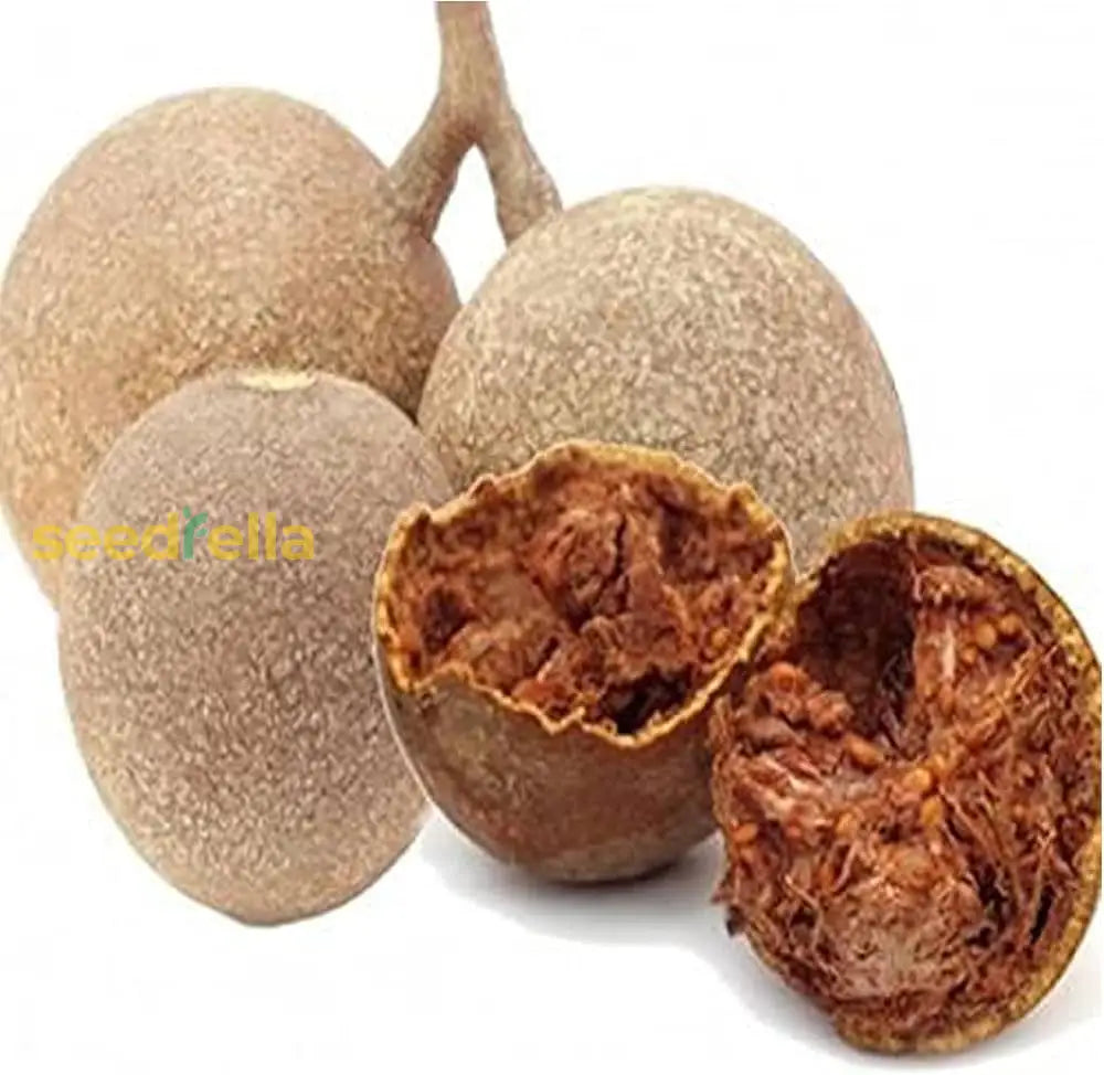 Brown Aegle Marmelos Fruit Planting Seeds