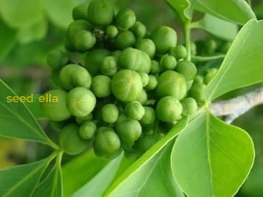 Green Aegle Marmelos Seeds For Planting heirloom non-gmo organic garden seeds