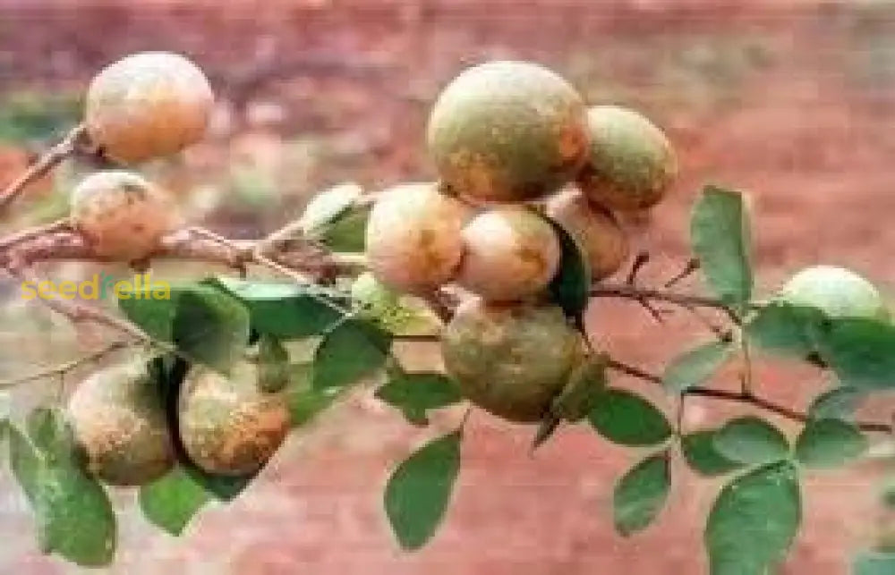 Brown Aegle Marmelos Fruit Planting Seeds heirloom non-gmo organic garden seeds