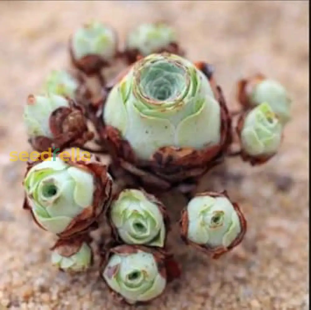 Green Aeonium Greenovia Seeds For Easy Planting heirloom non-gmo organic garden seeds
