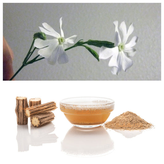 African Dream Root Silene Undulata Xhosa Herb White Ways Campion Flower Seeds heirloom non-gmo organic garden seeds