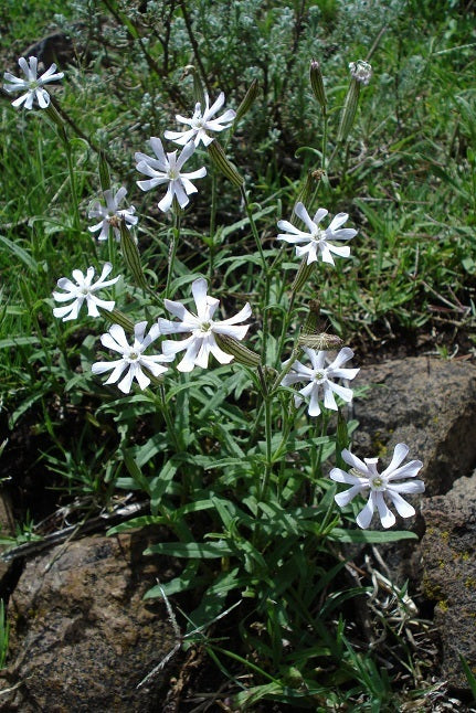 African Dream Root (Silene undulata Xhosa Herb) White Ways Campion Flower Seeds
