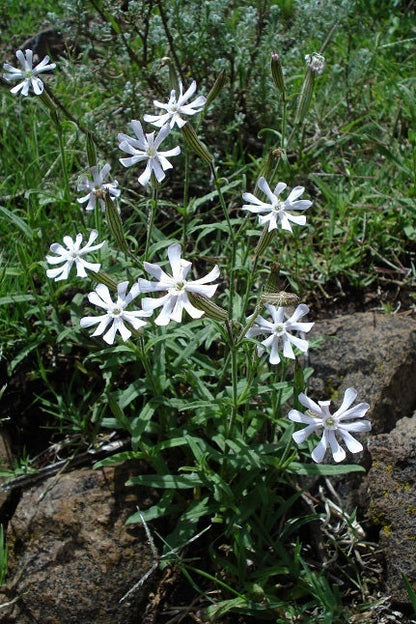 African Dream Root (Silene undulata Xhosa Herb) White Ways Campion Flower Seeds