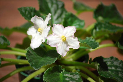 African Violet Seedlings Growing from Seeds