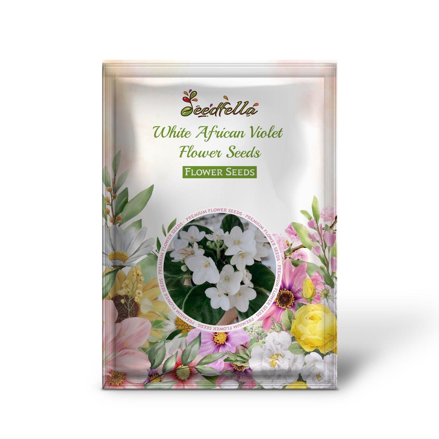 White African Violet Flowers Blooming Indoors