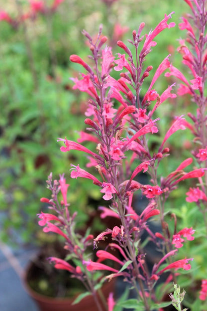 Red Agastache Heather Queen (Hummingbird Mint / Hyssop) Flower Herb Seeds