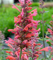Mixed Colors Agastache Aurantiaca Cana (Hummingbird Mint / Hyssop) Flower Seeds