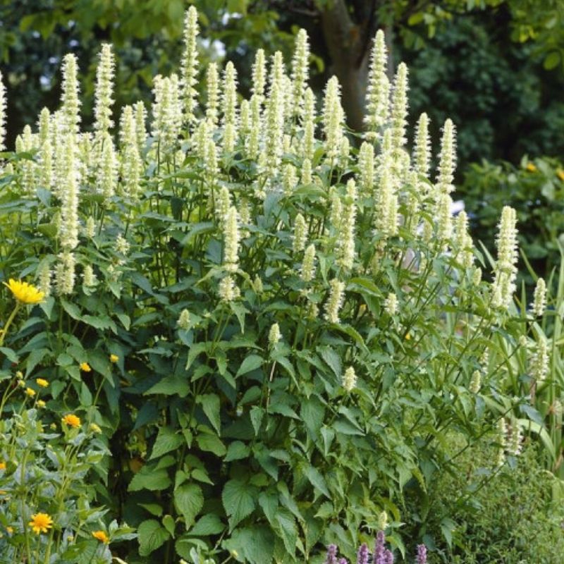 Giant Yellow Hyssop (Agastache nepetoides) - Herb Flower Seeds