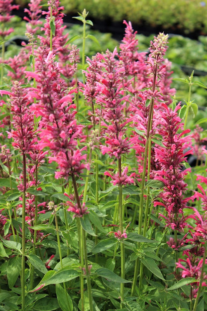 Red Agastache Heather Queen (Hummingbird Mint / Hyssop) Flower Herb Seeds
