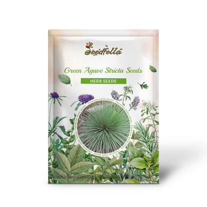 Green Agave Stricta Seeds for Planting