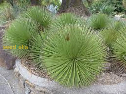Green Agave Stricta Seeds for Planting