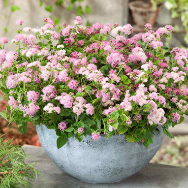 Pink Floss Flower Seeds
