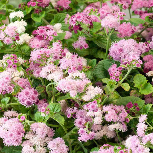 Pink Floss Flower Seeds