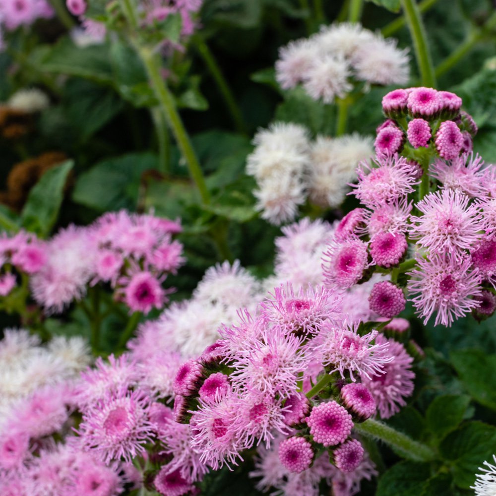 Pink Floss Flower Seeds