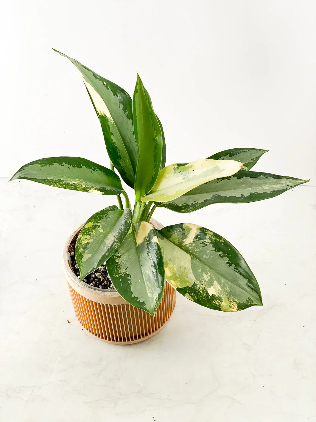 Aglaonema Variegated Seeds for Easy Planting