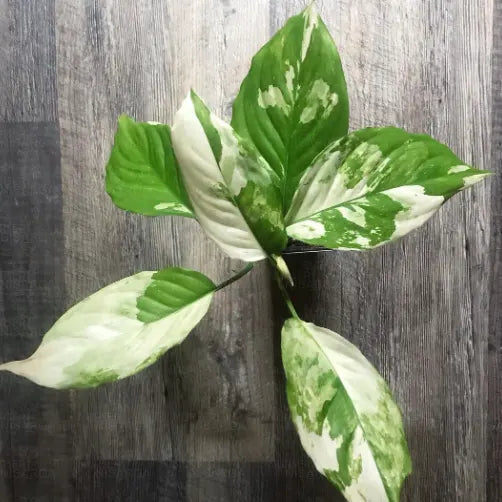 Aglaonema Variegated Seeds For Easy Planting heirloom non-gmo organic garden seeds