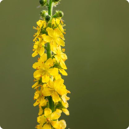 Agrimony Seeds Agrimonia Eupatoria heirloom non-gmo organic garden seeds