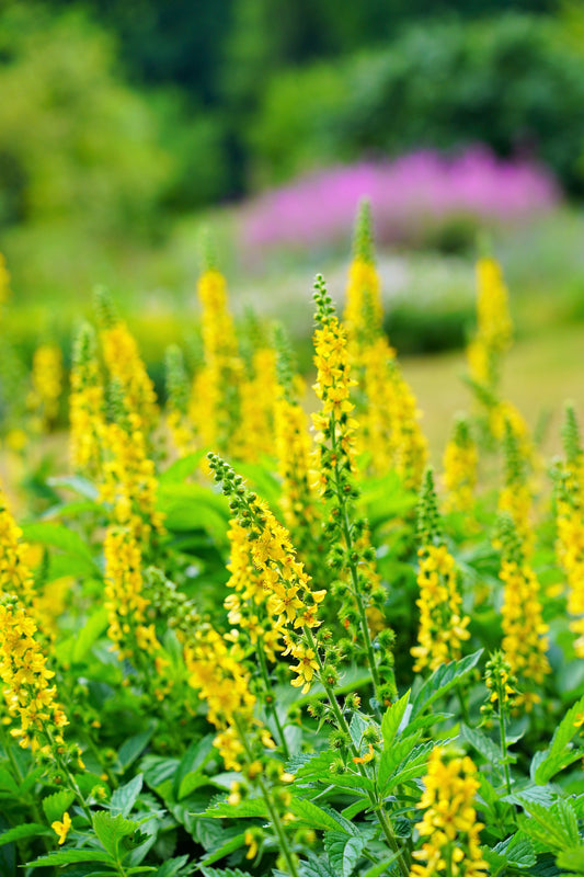 Church Steeples Agrimonia Eupatoria Agrimony Or Sticklewort Perennial Herb Yellow Flower Seeds heirloom non-gmo organic garden seeds