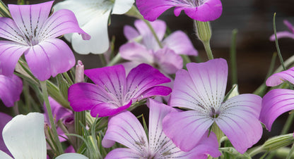 Corncockle Flower Seeds