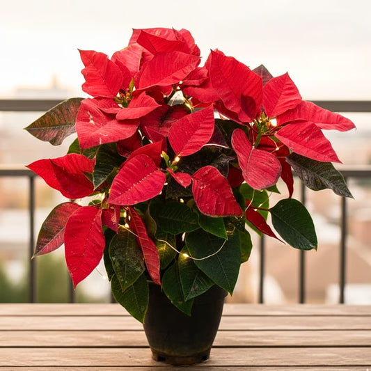 Poinsettia Flower seeds for Planting - Long Bloom Season, Heirloom & GMO Free Seeds for Home Garden
