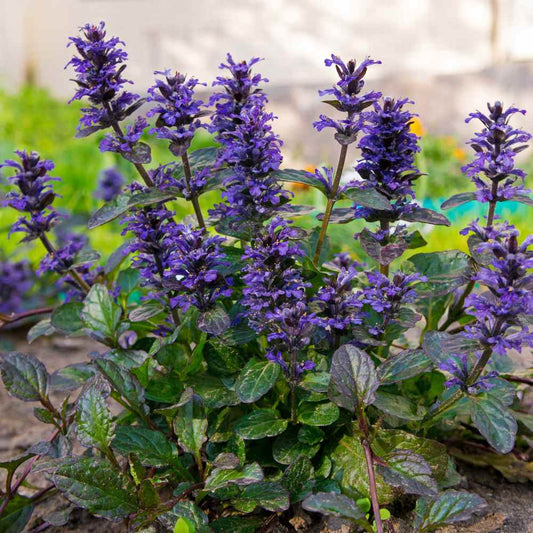 Ajuga Reptans Flower seeds for Planting Premium Quality Heirloom & GMO Free Seeds for Home Garden