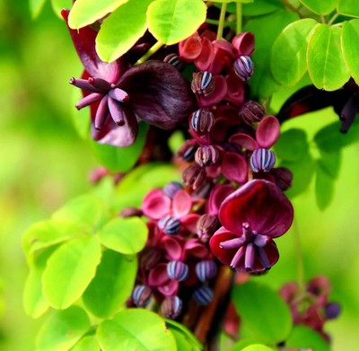 Chocolate Vine (Akebia trifoliata) Edible Fruit & Ornamental Climber Seeds