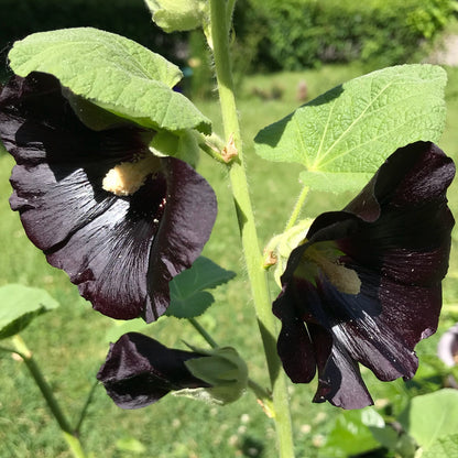 Blacknight Hollyhock Flower Seeds