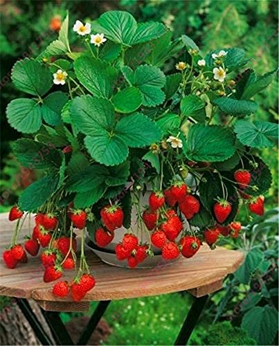 alpine strawberry seed Alexandria Alpine Strawberry Seeds Fragaria Vesca Organic Garden Seeds – Pure Asia Seeds