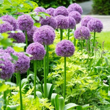 Giant Allium Globemaster Seeds