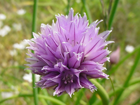 Schoenoprasum Flower seeds for Planting Cut Flower Favorite Heirloom & GMO Free Seeds for Home Garden