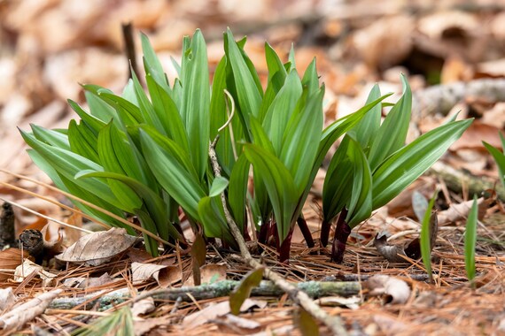 Ramp / Wild Leek (Allium tricoccum) Vegetable Herb Shade Flower Seeds