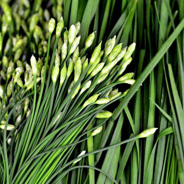 Garlic Chives (Allium tuberosum) Seeds