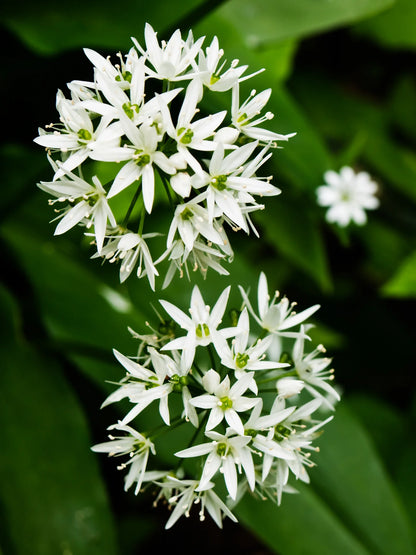 Allium Ursinum Kräutersamen