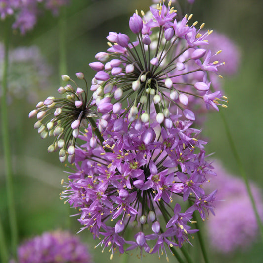 Allium Stellatum Flower Seeds