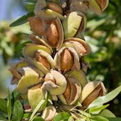 Almond Tree Seeds & Planting Growth Kit heirloom non-gmo organic garden seeds