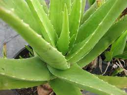 Aloe Cameron Seeds for Planting - Unique Light Green Aloe for Your Space